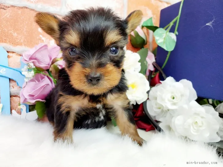 ID:2008-01517の子犬