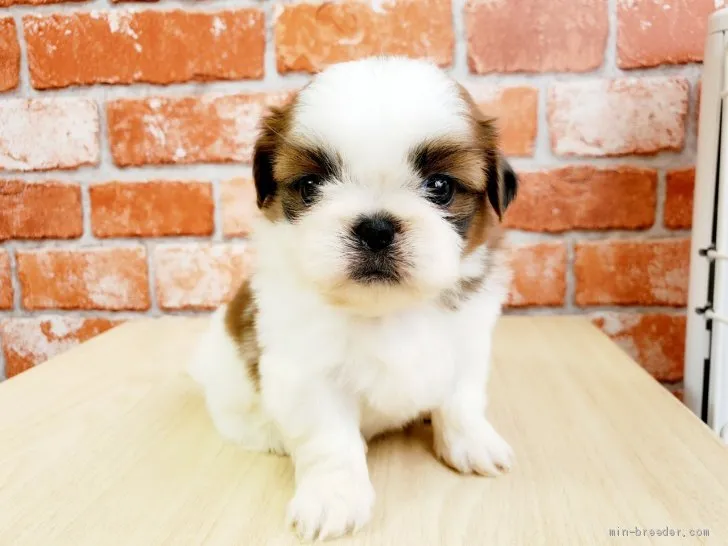 ID:2104-00857の子犬