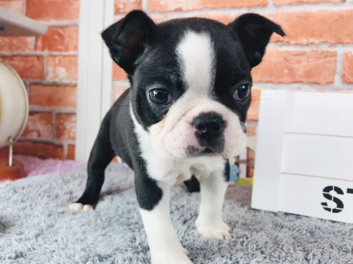ID:2204-01936の子犬