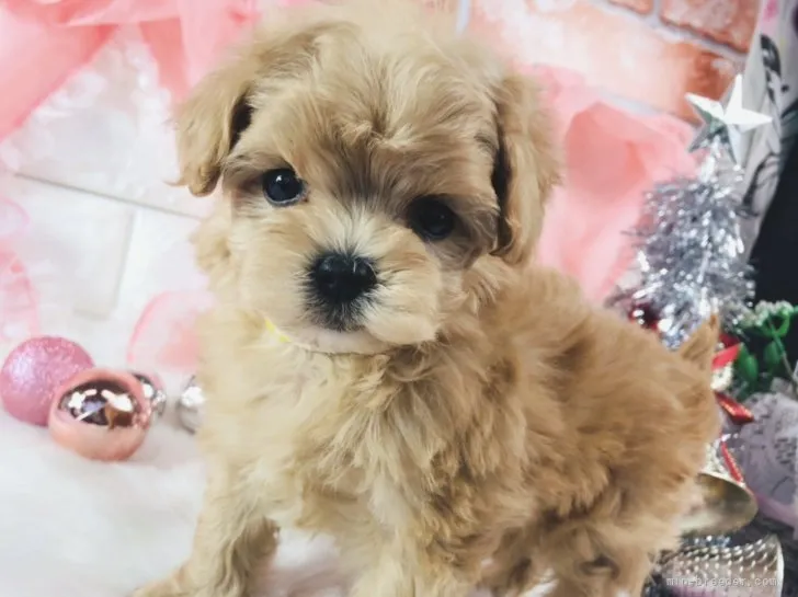 ID：2112-02224の子犬