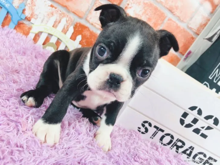 K.A 様のお迎えした子犬