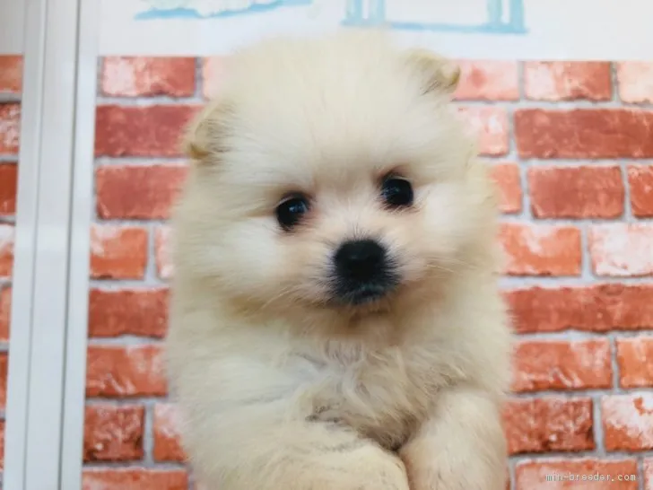 ID:2101-00782の子犬