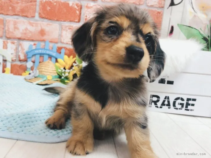 M.N 様のお迎えした子犬