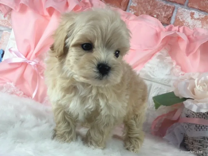ハッシュ 様のお迎えした子犬