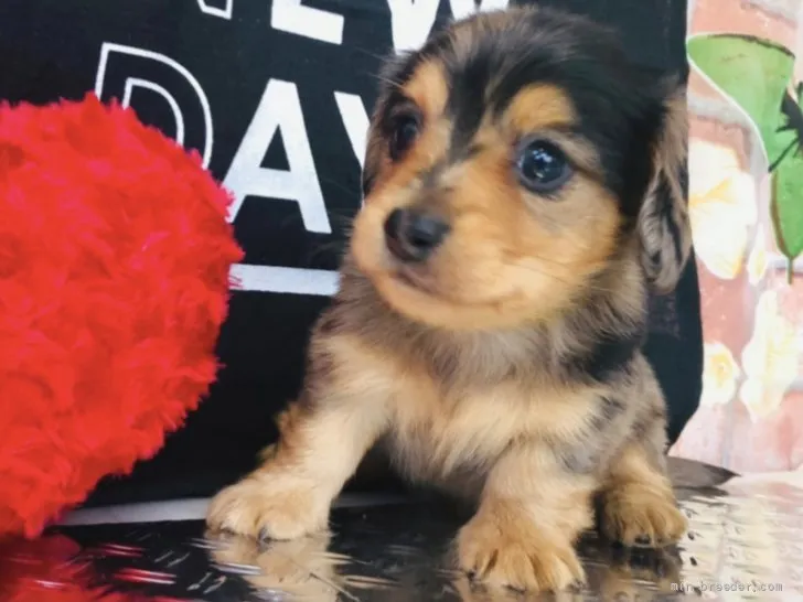 294max4401 様のお迎えした子犬