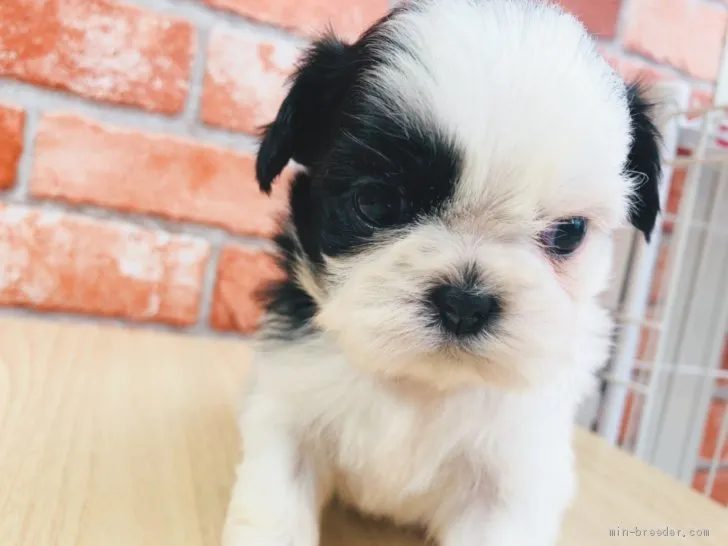 ID:2104-00841の子犬