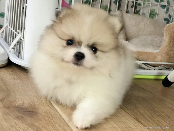 ID:2204-01926の子犬