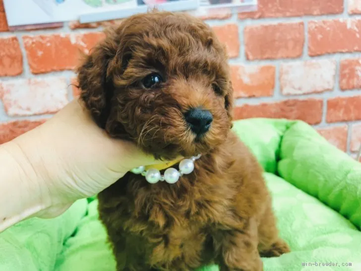 ID:2106-02928の子犬