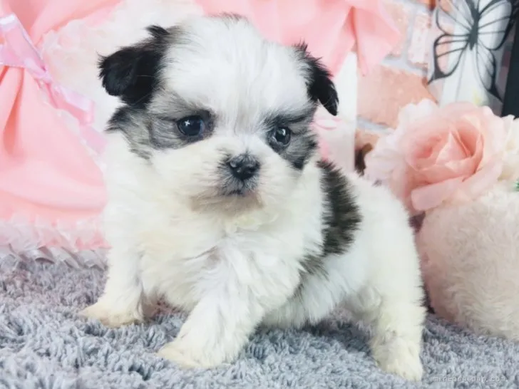 K 様のお迎えした子犬