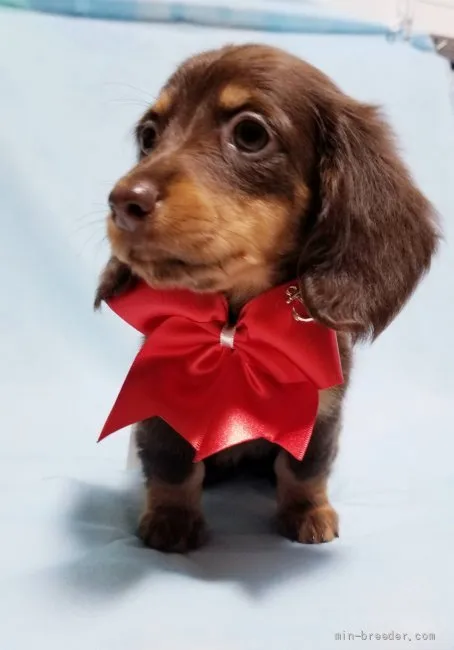 N.H 様のお迎えした子犬