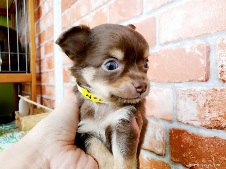 ID:2009-03352の子犬