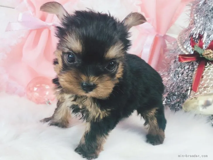 もっきー 様のお迎えした子犬