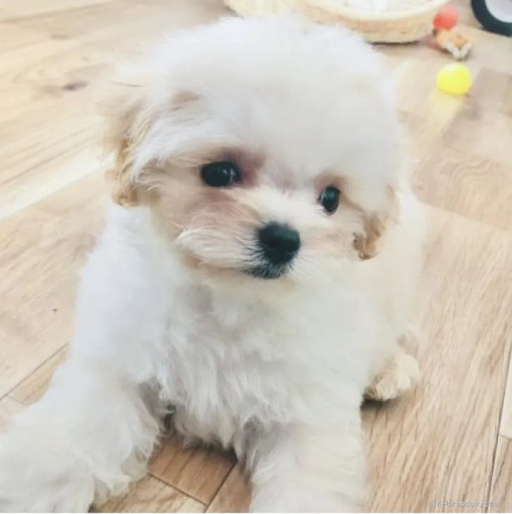 ID:2205-02027の子犬