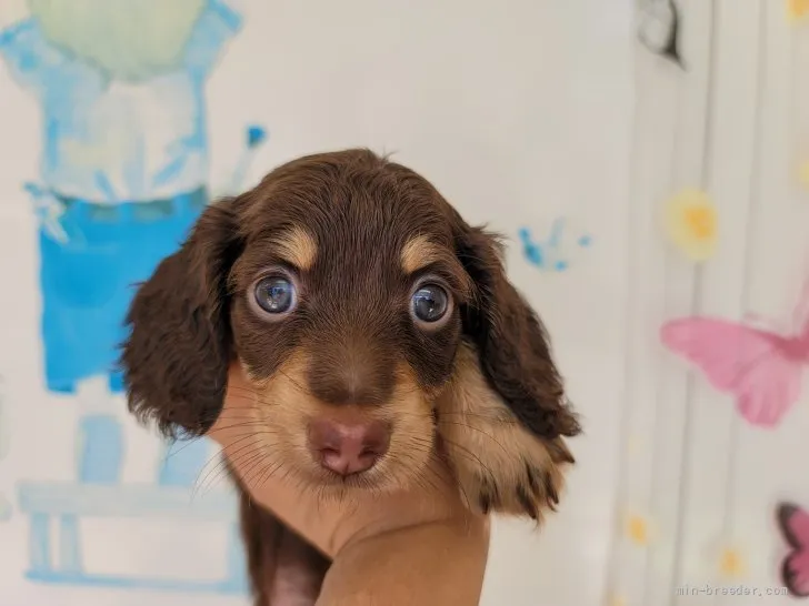 ID：2107-02329の子犬