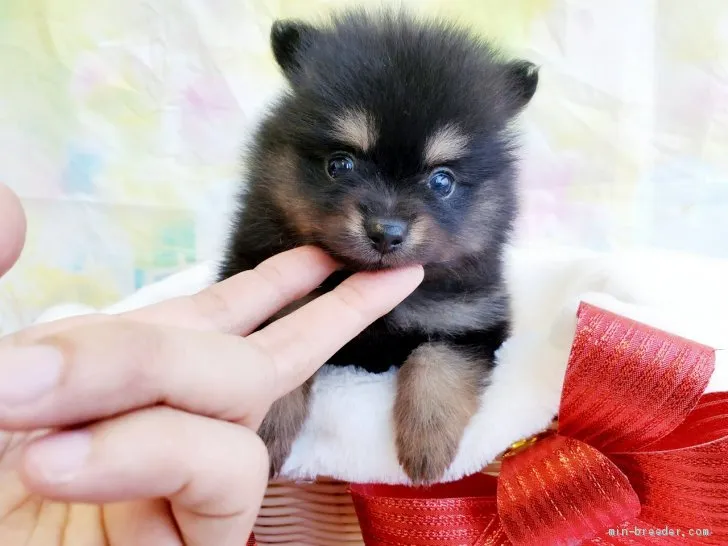 ID:2011-02344の子犬