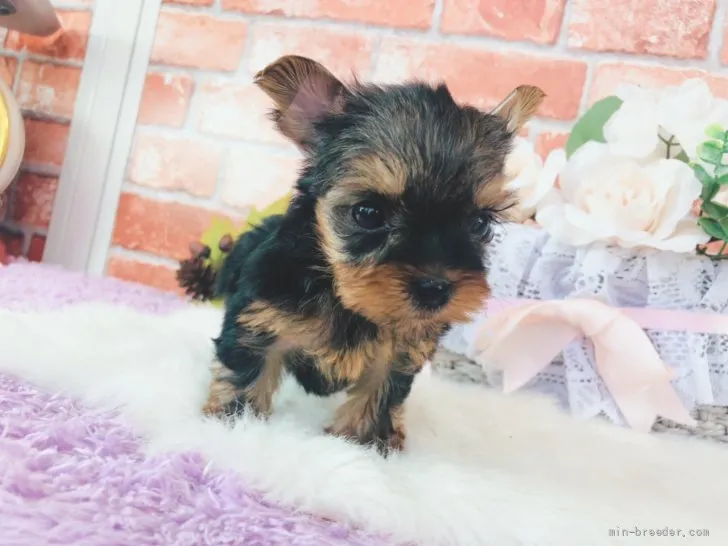 ID:2110-00767の子犬