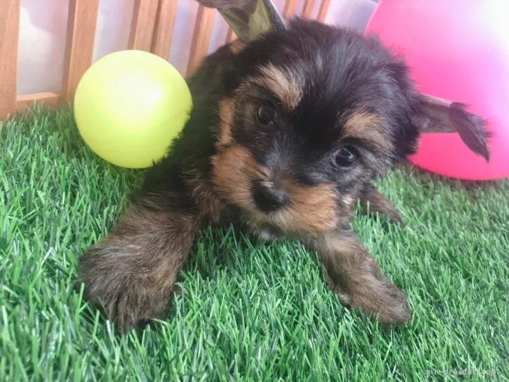 たりまり 様のお迎えした子犬