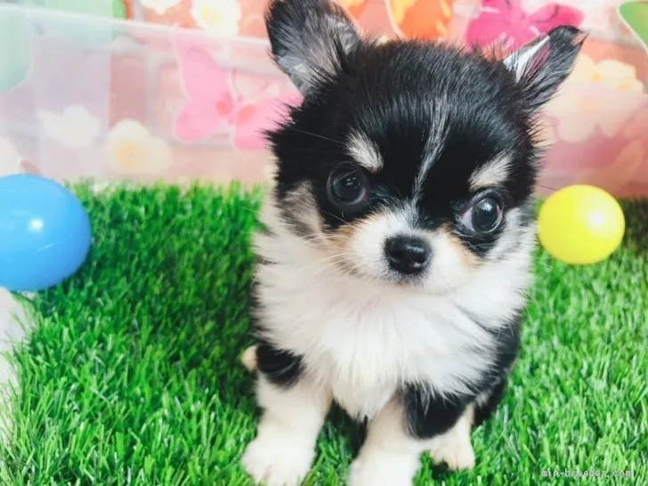 たか 様のお迎えした子犬