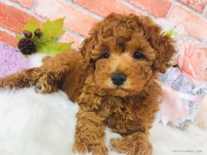 ID:2109-04139の子犬