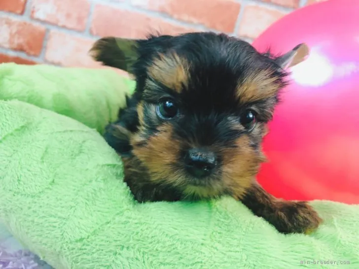 ID:2110-01874の子犬