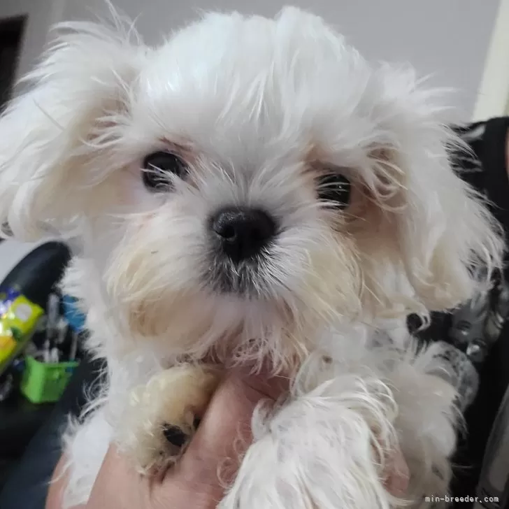 ID：2407-07461の子犬