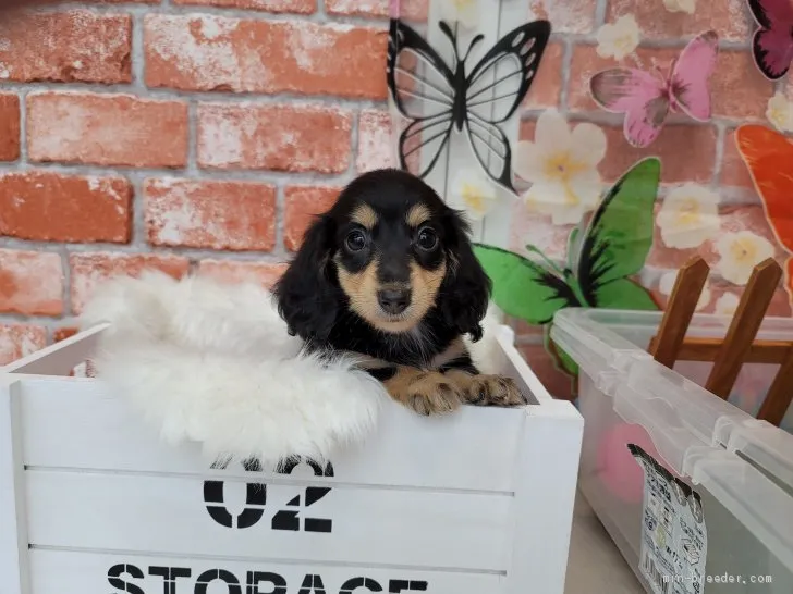 ID:2106-03036の子犬