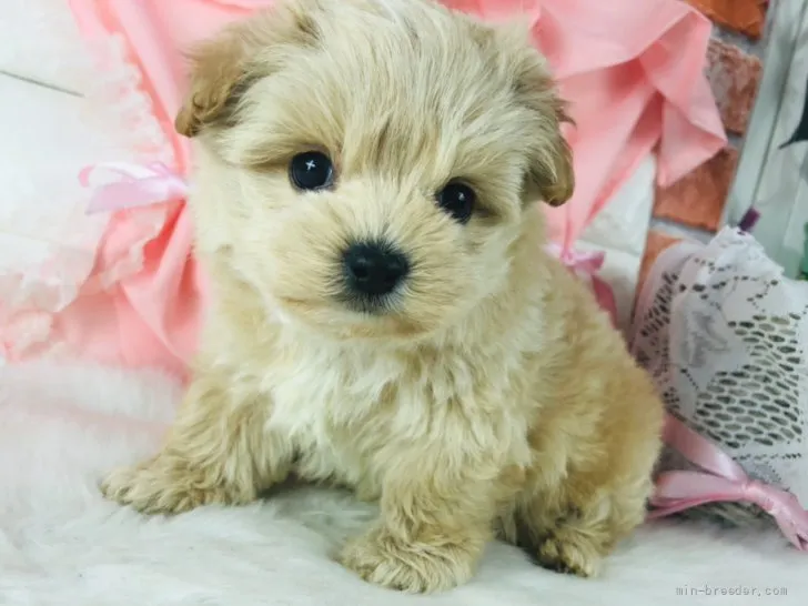 M.N 様のお迎えした子犬