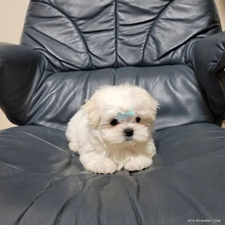 ID:2308-01331の子犬