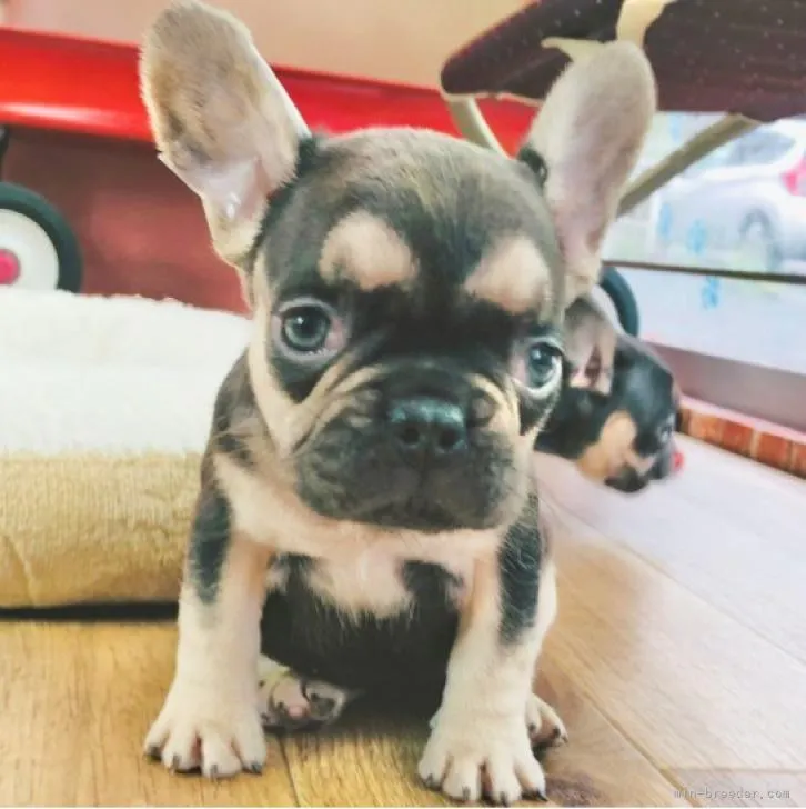 ID：2208-04510の子犬