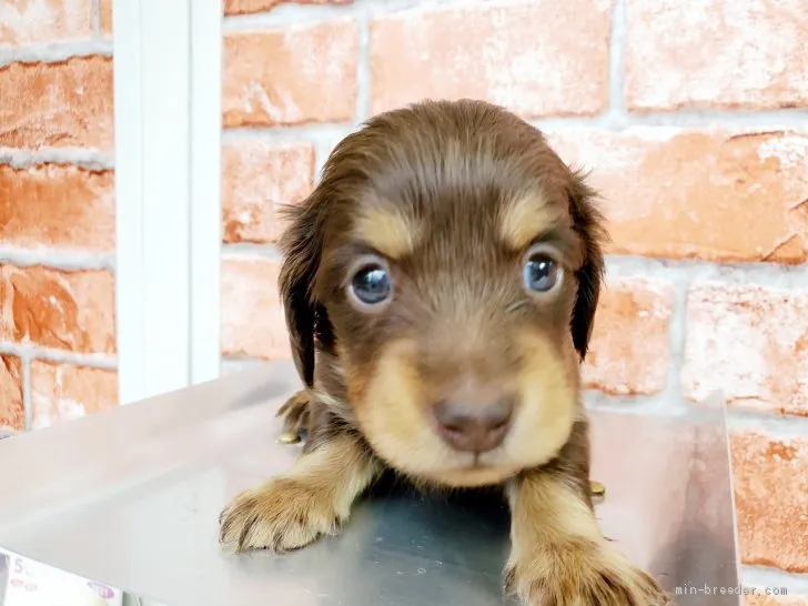 ななみ 様のお迎えした子犬