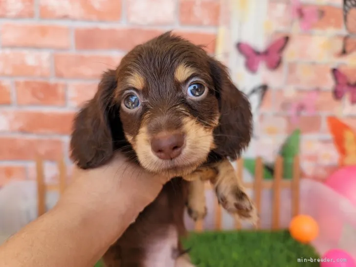 ID：2107-02332の子犬