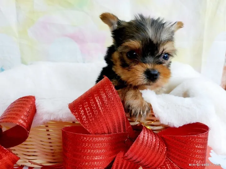 ID：2011-02350の子犬