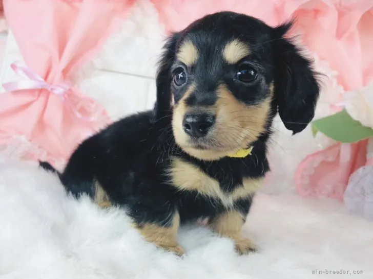 ID:2112-04059の子犬