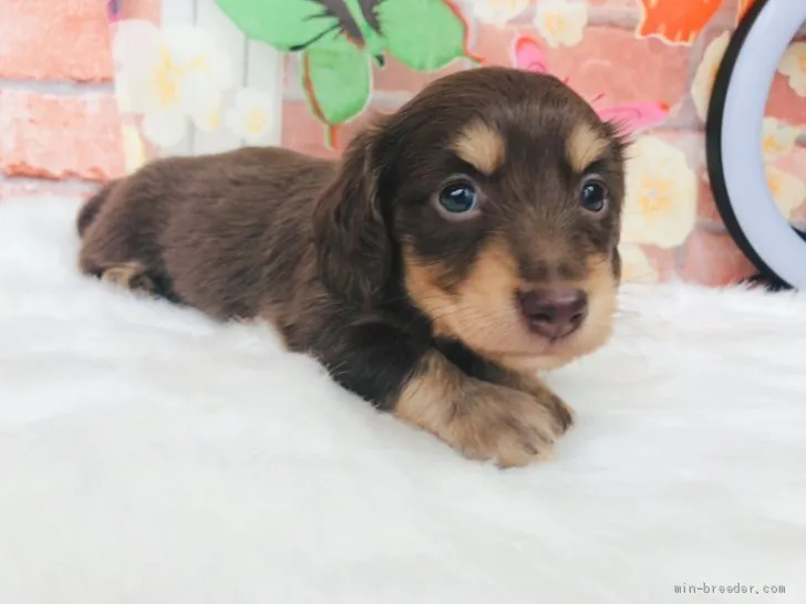 OZ 様のお迎えした子犬