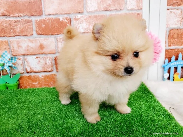 ID:2008-02352の子犬