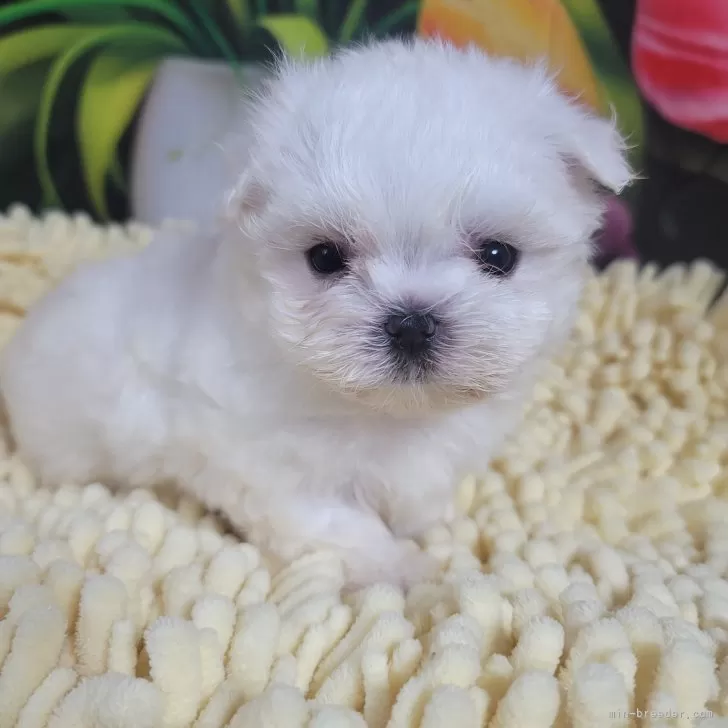 ID:2410-02162の子犬