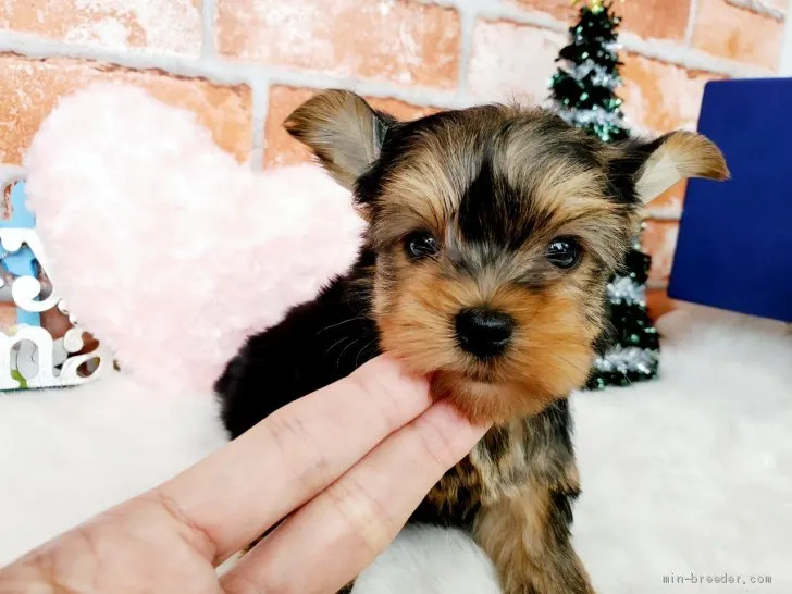 ID：2011-02348の子犬