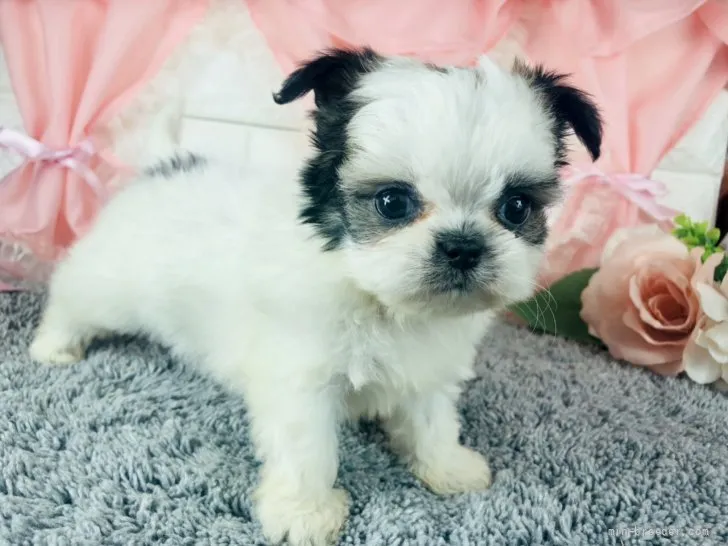 ID:2202-03779の子犬