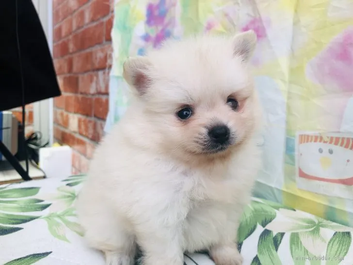 ID:2009-00388の子犬