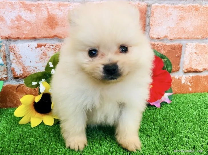 ID:2008-02335の子犬