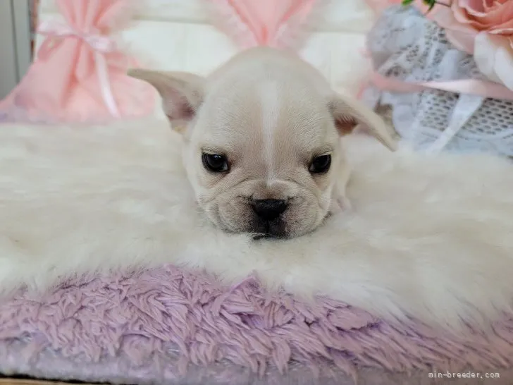 ID：2205-00956の子犬