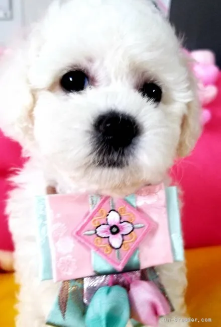 ID:2108-01383の子犬