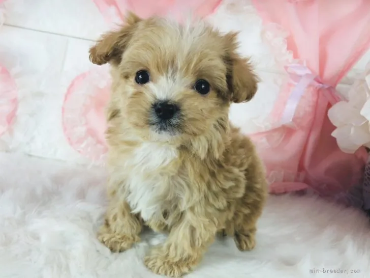 ぺろ 様のお迎えした子犬