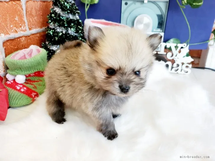 ID:2012-02487の子犬