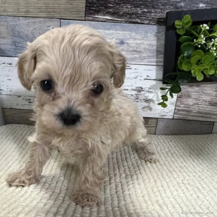 M 様のお迎えした子犬