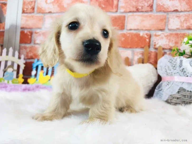ID：2111-02417の子犬