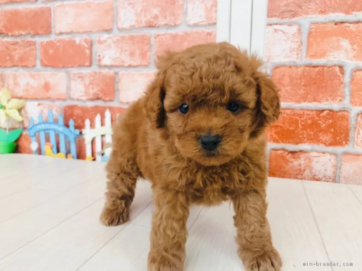 ID:2101-00787の子犬