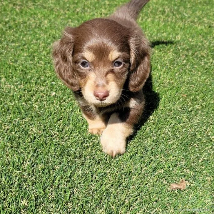 ID:2303-01203の子犬