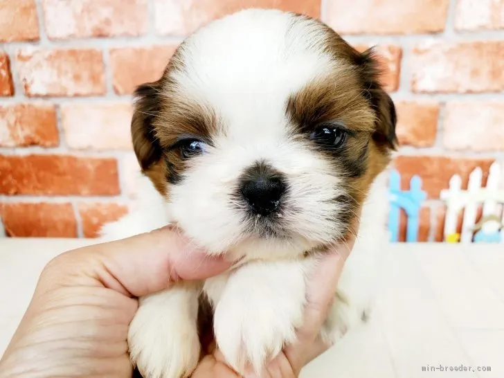 ID:2104-00856の子犬