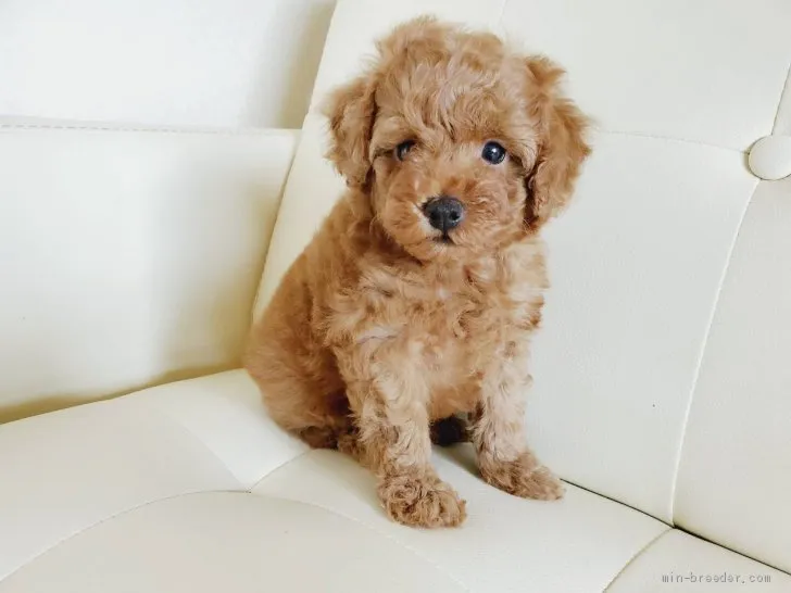 ID：2106-02075の子犬